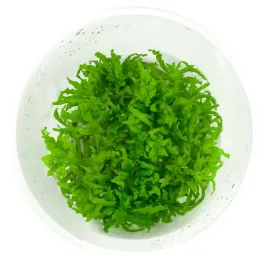 pogostemon-helferi-gwiazda-in-vitro-kubek-10-cm-roslina-do-akwarium