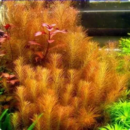 rotala-wallichii-in-vitro-10-sadzonek-roslina-do-akwarium