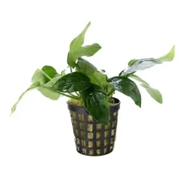 anubias-nana-koszyk-wytrzymala-i-latwa-w-utrzymaniu-roslina-do-akwarium