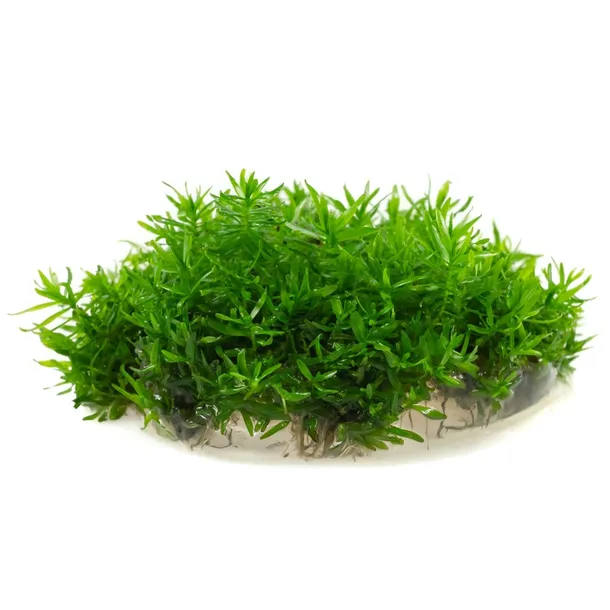 didiplis-diandra-10-cm-kubek-rodzaj-rosliny-wysokie