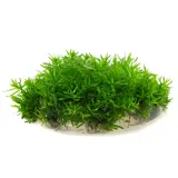 didiplis-diandra-10-cm-kubek-rodzaj-rosliny-wysokie