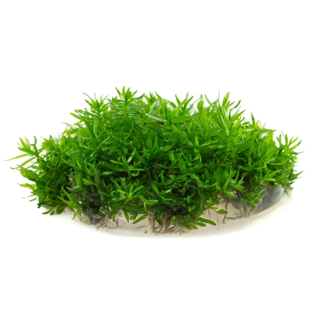 didiplis-diandra-10-cm-kubek-rodzaj-rosliny-wysokie
