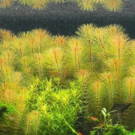 rotala-vietnam-porcja-in-vitro-roslina-do-akwarium