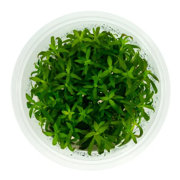limnophila-aromatica-10-cm-kubek
