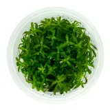 limnophila-aromatica-10-cm-kubek