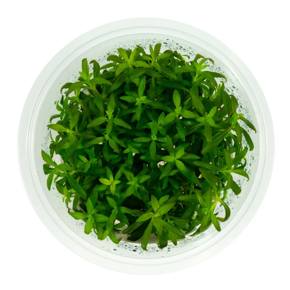 limnophila-aromatica-10-cm-kubek
