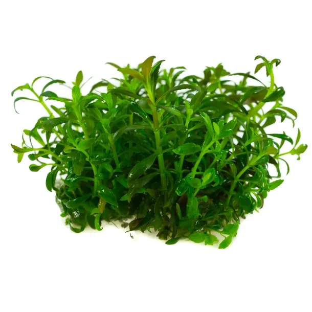 limnophila-aromatica-10-cm-kubek-rodzaj-rosliny-wysokie