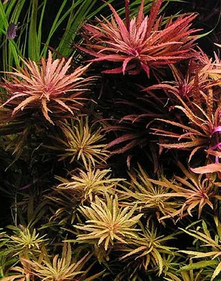 limnophila-aromatica-10-cm-kubek-wysokosc-minimalna-2-cm