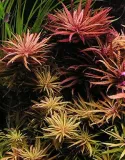 limnophila-aromatica-10-cm-kubek-wysokosc-minimalna-2-cm