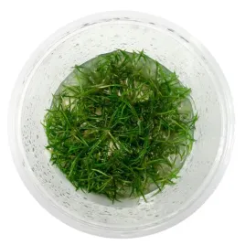 echinodorus-tenellus-parvulus-in-vitro-kubek-10-cm