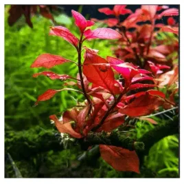 ludwigia-mini-super-red-in-vitro-porcja-roslina-do-akwarium