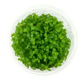 bacopa-australis-in-vitro-kubek-10-cm-roslina-do-akwarium