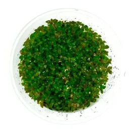 ludwigia-mini-super-red-in-vitro-kubek-10-cm-roslina-do-akwarium