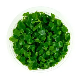 lobelia-cardinalis-sp-mini-in-vitro-kubek-10-cm