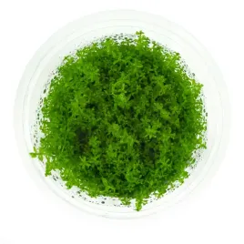hemianthus-micranthemoides-duzy-heniek-10cm-kubek-in-vitro