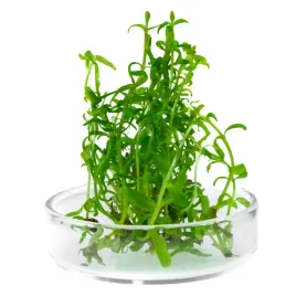 pogostemon-yatabeanus-invitro-porcja-5szt-roslina-do-akwarium