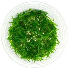 echinodorus-tenellus-zabienica-10-cm-kubek