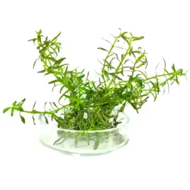 ludwigia-arcuata-ludwigia-drobna-10-sztuk-in-vitro