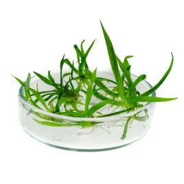 echinodorus-tenellus-zabienica-5-sadzonek-in-vitro