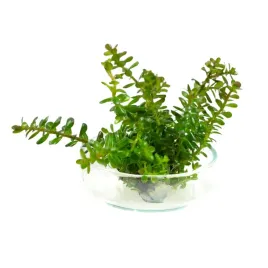 rotala-rotundifolia-10-sadzonek-in-vitro