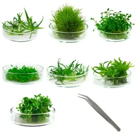 zestaw-roslin-trawnikowych-pierwszy-plan-in-vitro