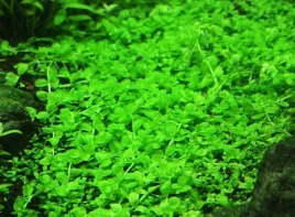 micranthemum-monte-carlo-trawnik-in-vitro-rosliny