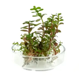 rotala-colorata-yao-yai-in-vitro-porcja-5-sadzonek