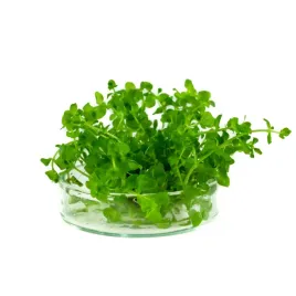 micranthemum-umbrosum-okraglolistne-in-vitro