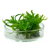pogostemon-helferi-gwiazda-in-vitro