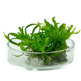 pogostemon-helferi-gwiazda-in-vitro