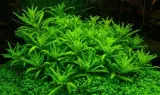 pogostemon-helferi-gwiazda-in-vitro-rodzaj-rosliny-przydenne
