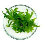 pogostemon-helferi-gwiazda-in-vitro-wysokosc-minimalna-1-cm