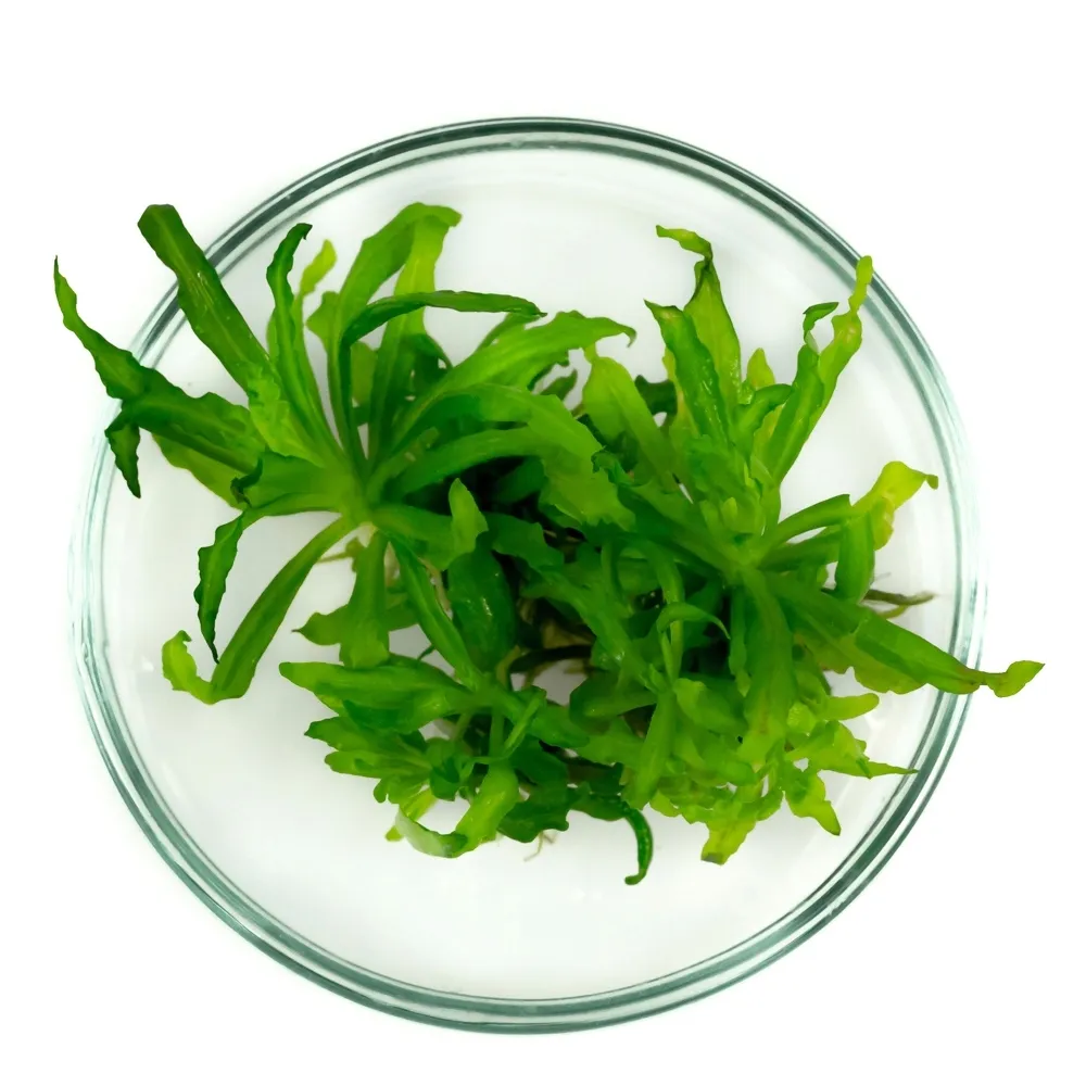 pogostemon-helferi-gwiazda-in-vitro