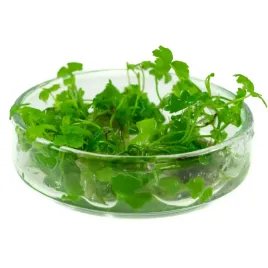 hydrocotyle-japan-tripartita-in-vitro