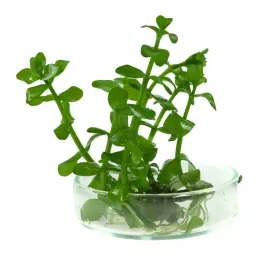 bacopa-caroliniana-bacopa-karolinska-in-vitro