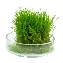 eleocharis-sp-mini-poniklo-porcja-in-vitro