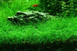 eleocharis-parvula-sitowie-100-sadzonek