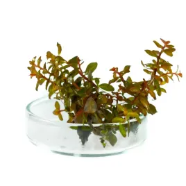 ludwigia-guinea-senegalensis-porcja-in-vitro