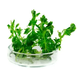 limnophila-sessiliflora-bezszypulkowa-in-vitro