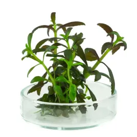 limnophila-aromatica-4-sadzonki-in-vitro