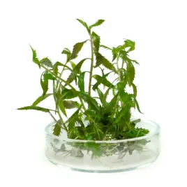 proserpinaca-palustris-pelzacz-bagienny-in-vitro