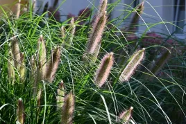 rozplenica-japonska-red-head-pennisetum-trawa-ozdobna-sadzonka