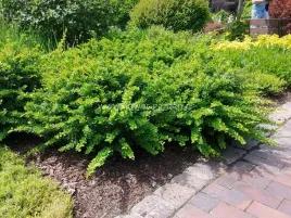 berberys-thunberga-green-carpet-przebarwiajacy-sie-c2