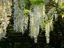 glicynia-kwiecista-shiro-noda-wisteria-c2