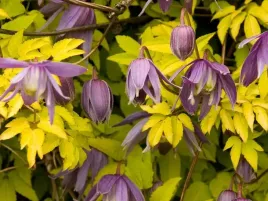 powojnik-clematis-stolwijk-gold-o-zoltych-lisciach-c2