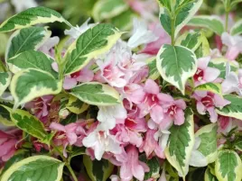 krzewuszka-nana-variegata-c2