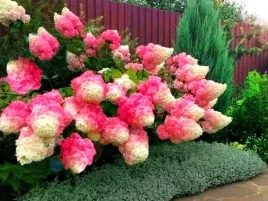 hortensja-bukietowa-vanille-fraise-renhy-c3