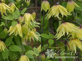 powojnik-clematis-golden-dream-dzwonkowate-kwiaty-c2