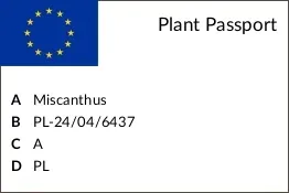 miskant-chinski-gracillimus-c2