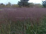 proso-rozgowate-squaw-c2-rodzaj-rosliny-inny-nazwa-lacinska-inna